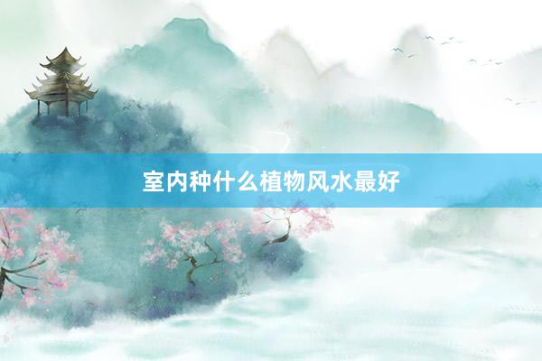室内种什么植物风水最好