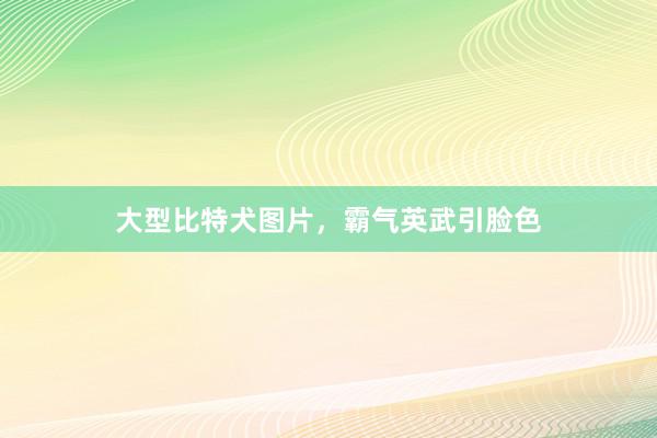 大型比特犬图片，霸气英武引脸色