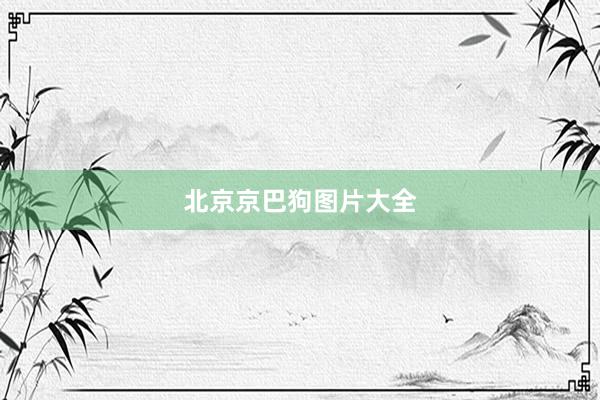 北京京巴狗图片大全